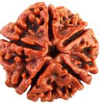 ॐ Original Nepal Origin 5 Mukhi (Panchmukhi) Rudraksha  Pendent with Certificate ॐ